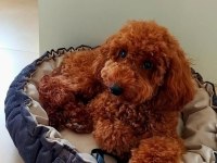 Poodle Oğlumuza Eş Arıyoruz