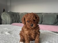 Toy poodle yavru 3 aylık