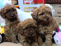 SAFKAN TOY POODLE BEBEKLERİMİZ BAKIRKÖY