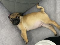 SAHİBİNDEN YAVRU PUG