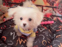 Sahiplendirilecek maltipoo acil