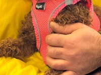 Toy poodle dişi yavrumuz