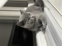 British shorthair 4-5 aylık yavru kedimiz