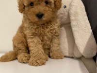 Red brown ev ortamı bebeklerimiz toy poodle