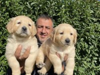 Bebek yüzlü golden retriever bebekler