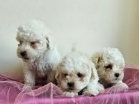 Maltipoo bebişler