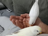 5 aylık eş renk güzeli oyuncu muhabbet kuşu yavrular