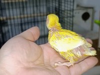 El besleme kırmızı göz mutasyon sevda papağanı