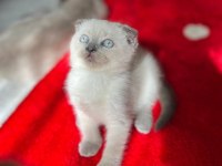 SAFKAN ANNE VE BABADAN SAFKAN DİŞİ ERKEK YAVRULAR