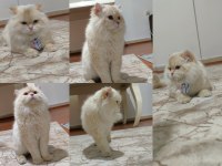 Full Şecereli British Longhair Cy1233 Yetişkin Erkek