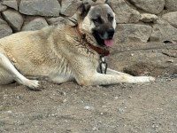 Safkan temiz damar köpeğimiz