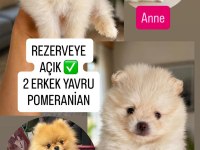 ORİJİNAL POMERANİAN BOO