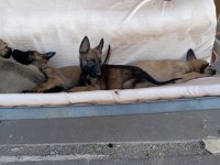Malinois bebekler yeni yuvalarını arıyorlar