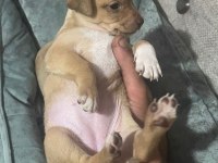 Yeni pinscher bebekler sahiplerini arıyor