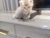 British Shorthair Yavrumuz 1 Aylık