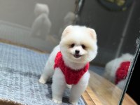 Sağlık Ve Irk Garantili Pomeranian