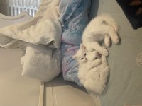 Safkan blue point british longhair
