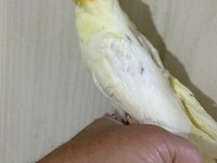53 GÜNLÜK FUL EVCİL LUTİNO SULTAN PAPAĞANI BEBEK