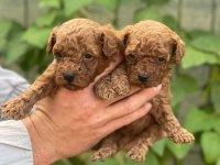 Irk garantili poodle bebeklerimiz için geç kalmayın