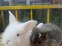 Lop tavşan