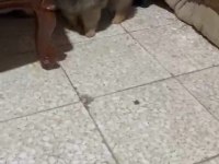 Pomeranian yavrularımız