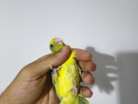 Yavru Dişi Erkek Forpus Papağanı