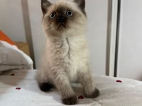 Mükemmel Kaliteli Maviş Gözlü British Shorthair