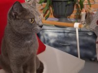 6-7 AYLIK BRITISH SHORTHAIR DİŞİ YUVASINI ARIYOR