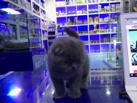 Scottish Fold Yavrularımız