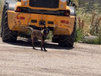 Üst düzey alan koruma ve kişi koruma safkan malinois