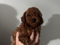 Orjinal ırk red brown renk dişi erkek poodle