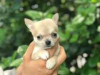 MİKRO TEACUP ŞİVAVA BEBEKLERİM