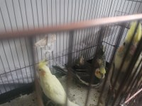 1 aylık sultan papağanı (lütfen açıklamayı okuyun)