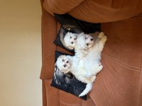 Safkan maltese terrier yavruları