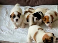 Şecereli jack russell yavrular