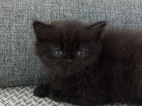 Şekerpare scottish fold