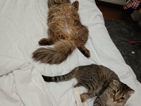 Scottish fold dişi 1 yaşında