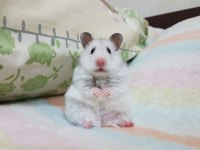 Teddy Bear Hamster Yavruları Mevcut