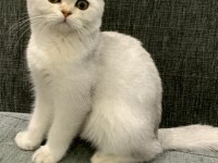 BRİTİSH SHORTHAİR DİŞİ 3.5 AYLIK