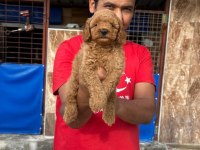 Toy poodle yavrusu ruhsatlı çiftlik olmasını tercih edin