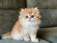 İpeksi tüylü Golden British Longhair