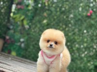 Ayı Surat Pomeranian Boo Yavrumuz