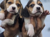 Ruhsatlı çiftliğimizden a kan beagle yavruları