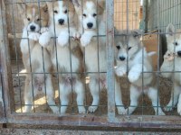 AKİTA İNU KÖPEĞİ