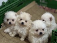 Pomeranian boo yavrularımız teslime hazır
