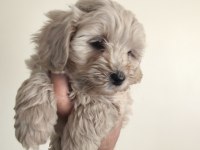MALTİPOO YAVRULAR