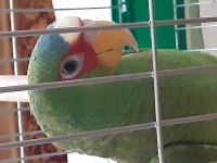 Amazon papagani