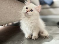 Pofuduk british longhair prenses