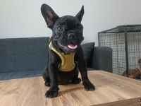 A+ Kalite FRENCH BULLDOG LEKESİZ SİYAH ÖZEL RENK
