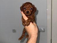 Korkan dark Brown Poodle bebekler